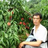 想要精品韓國脆桃苗就來桂林億朵鮮果苗種植|桂林韓國脆桃苗