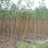 櫻花小苗批發——優質櫻花小苗供應批發