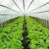 山東有口碑的蔬菜溫室大棚建設:蔬菜溫室大棚建造