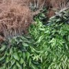 廣西沃柑苗批發價格：黔江沃柑果苗