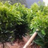 沃柑苗低價批發——廣西品種好的沃柑苗供應