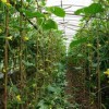 山東蔬菜溫室大棚建設哪家信譽好,中國蔬菜溫室大棚