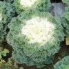 哪里有羽衣甘藍_雙林花卉苗木專業合作社出售新品羽衣甘藍