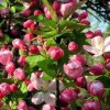 山東櫻花種植基地:哪里能買到優質的西府海棠