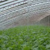 一流的蔬菜溫室大棚搭建山東提供  :蔬菜溫室大棚造價