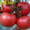 今日更新“西紅柿種子”價格行情走勢…進口西紅柿種子批發√抗病毒西紅柿種子批發