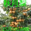 桃樹苗廠家,秋月梨樹苗,蘋果苗,山楂苗,柿子苗,北美海棠