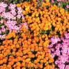 【花海花卉】花海花卉價格,花海花卉產地