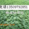 山西花椒苗+1米以上花椒苗+大紅袍花椒苗+花椒苗價格