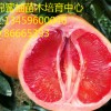 三紅蜜柚苗|哪里有賣紅肉蜜柚苗|三紅柚苗價格
