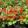 麗格海棠種植基地:濰坊劃算的四季海棠哪里有供應