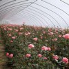 新型花卉溫室大棚——富爾農業科技專業提供花卉溫室大棚