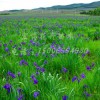 市場上價格合理的海棠在哪里可以找到，山東四季海棠批發