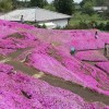 優質的草花濰坊哪里有_青州芝櫻