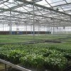 秀新花卉園藝供應優質的溫室工程建設  ：溫室大棚價格