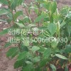 紅王子錦帶批發商，成活率高的紅王子錦帶推薦