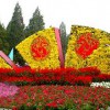 秀新花卉園藝出售優質菊花造型_專業菊花造型設計