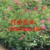 大花月季種植基地——優質月季市場價格情況