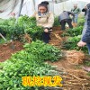 崇左金秋沙糖桔苗價格｜金秋沙糖桔苗供應｜金秋沙糖桔苗基地
