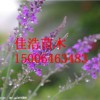實惠的薰衣草哪里有，薰衣草批發基地