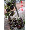 中國紫玫瑰——紫色番茄種子 優質紫玫瑰紫色番茄種子哪里買