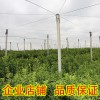 武鳴果苗供應地點在哪里