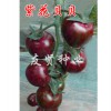 進口西紅柿種子紫色番茄種子：山東優質紫花貝貝番茄種子供應商