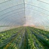 高品質專用膜哪里有供應|葡萄專用膜廠家