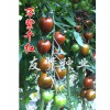 萬紫千紅黑色番茄種子西紅柿種子一年四季均可種植，品種好的萬紫千紅黑色番茄種子批發
