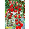 黑龍江越夏紅抗TY病毒櫻桃小番茄種子——要買優質越夏紅-抗TY病毒櫻桃小番茄種子就到友賢種業