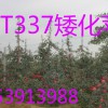 矮化蘋果苗新品種,神富一號蘋果苗