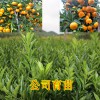 百色南瓜橘果樹苗基地批發｜百色南瓜橘果樹苗銷售價格