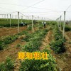 百色柳城蜜桔果苗價格多少錢&百色供應大量柳城蜜桔果苗