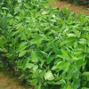 玉林臍橙苗價格【玉林哪里有臍橙苗賣】玉林大量批發臍橙苗