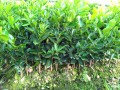 防城港哪里有夏橙苗供應 (9?)
