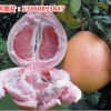 福建平和三紅蜜柚苗種植前景分析，正宗三紅蜜柚苗供應