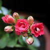 供應濰坊有品質的長壽花——湖南長壽花
