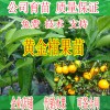 簡介: