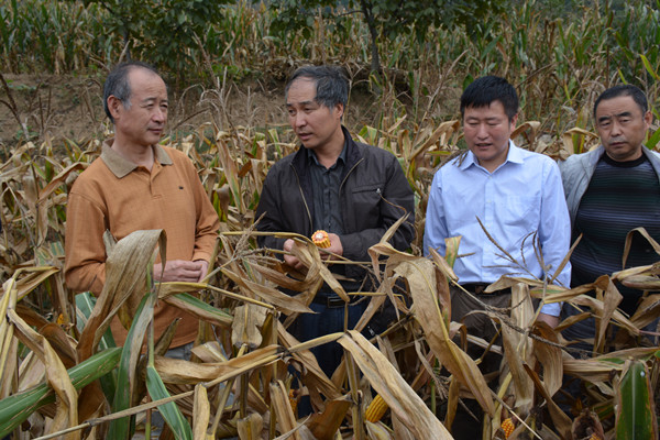 省品審會副主任廳種植業處處長李思訓了解品種表現