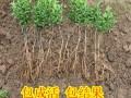 柳城果苗批發/柳城果苗價格 (8?)