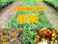 廣西沙糖桔苗價格｜廣西沙糖桔苗批發｜廣西沙糖桔苗基地 (7?)