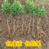 簡介: