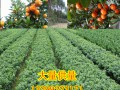 桂林東方紅桔小苗供應批發｜桂林網上大量東方紅桔小苗供應在哪 (6?)