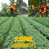 簡介: