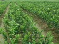 桂林供應夏橙苗｜桂林夏橙苗基地批發｜桂林夏橙苗銷售價格 (8?)