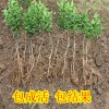 簡介: