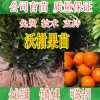 簡介: