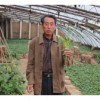 【宏利甘薯】甘薯優質廠家 遼寧甘薯 15134187552