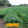 簡介: