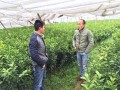 馬水橘果苗價格【哪里有馬水橘果苗賣】大量批發馬水橘果苗 (8?)